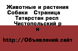 Животные и растения Собаки - Страница 9 . Татарстан респ.,Чистопольский р-н